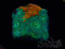 WYSIWYG - RAH Acanthastrea echinata Rainbow 3Q2