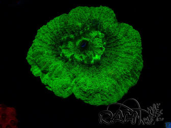 WYSIWYG - RAH Goniastrea Puffy Canary