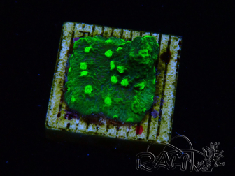 WYSIWYG - JF Astreopora Lime Time