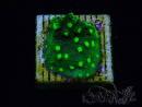 WYSIWYG - JF Astreopora Lime Time