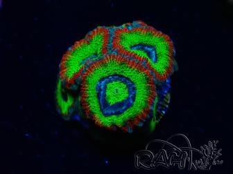 WYSIWYG WWC Holy Grail Micromussa