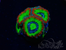 WYSIWYG WWC Holy Grail Micromussa
