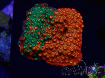WYSIWYG - RAH Cyphastrea Sunkist Grafted