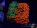 WYSIWYG - RAH Cyphastrea Sunkist Grafted