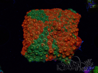 WYSIWYG - RAH Cyphastrea Sunkist Grafted J1
