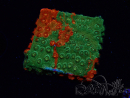 WYSIWYG - RAH Cyphastrea Sunkist Grafted