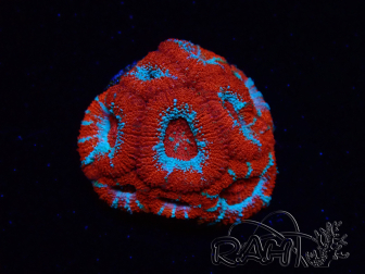 WYSIWYG - RAH Micromussa Lava Burst A2