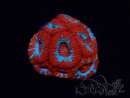 WYSIWYG RAH Micromussa Lava Burst