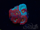 WYSIWYG - RAH Micromussa Dragon's Eye