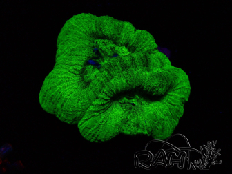 WYSIWYG - RAH Goniastrea Puffy Canary