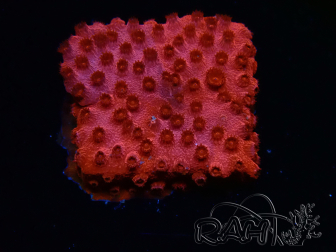WYSIWYG - AK Candyland Cyphastrea