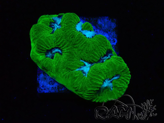 WYSIWYG - RAH Goniastrea Morning Whisper E9