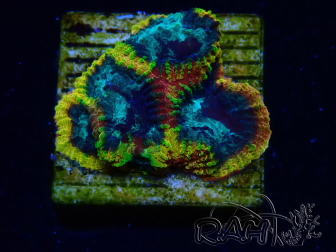 WYSIWYG - JF Yellow Submarine Favia