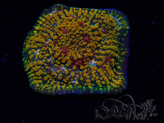 WYSIWYG - CC Cloudberry Chalice 23F7