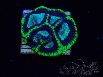 WYSIWYG - RAH Favia Toxicity H9