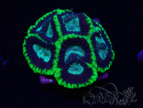 WYSIWYG - RAH Favia Toxicity I9