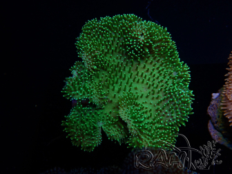 WYSIWYG Sarcophyton sp 1
