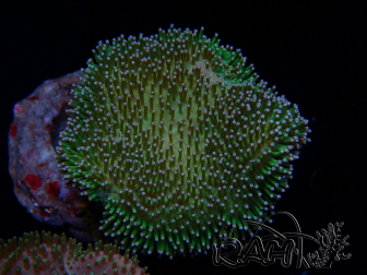 WYSIWYG Sarcophyton