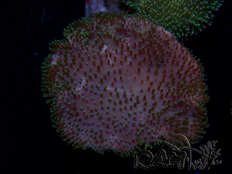 WYSIWYG Sarcophyton sp 4
