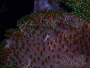 WYSIWYG Sarcophyton