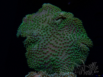 WYSIWYG Sarcophyton sp 5