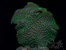 WYSIWYG Sarcophyton sp 5