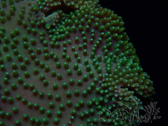 WYSIWYG Sarcophyton