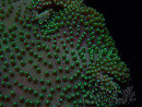 WYSIWYG Sarcophyton sp 5