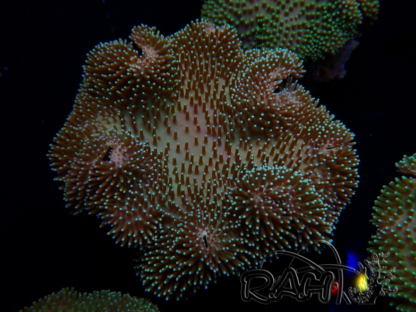 WYSIWYG Sarcophyton sp 6