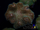 WYSIWYG Sarcophyton sp 6