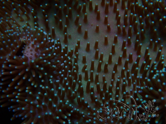 WYSIWYG Sarcophyton sp 6