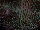 WYSIWYG Sarcophyton sp 6