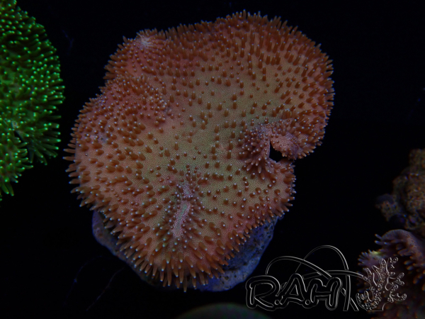 WYSIWYG Sarcophyton sp 8