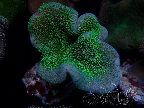 WYSIWYG Sarcophyton sp 9