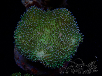 WYSIWYG Sarcophyton sp 10
