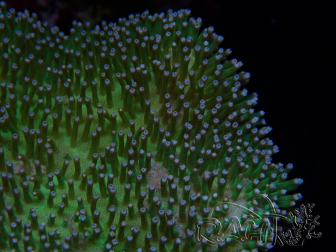 WYSIWYG Sarcophyton
