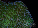 WYSIWYG Sarcophyton sp 10