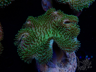 WYSIWYG Sarcophyton