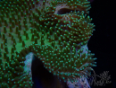 WYSIWYG Sarcophyton sp 11