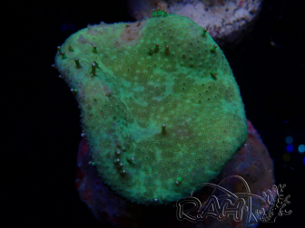 WYSIWYG Sarcophyton
