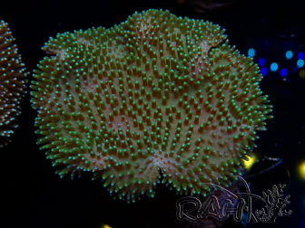 WYSIWYG Sarcophyton sp 13