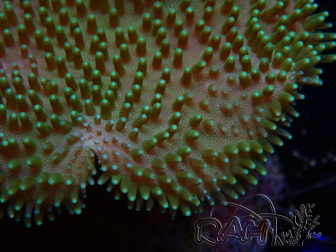 WYSIWYG Sarcophyton sp 13