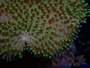 WYSIWYG Sarcophyton sp 13