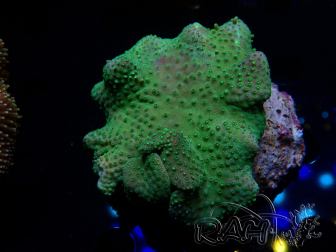 WYSIWYG Sarcophyton sp 14