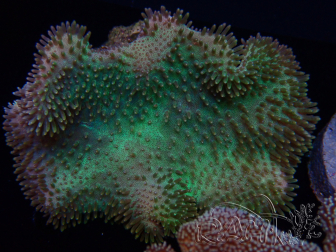 WYSIWYG Sarcophyton sp/Rhodactis sp Fire Forest