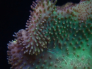 WYSIWYG Sarcophyton sp/Rhodactis sp Fire Forest