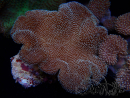 WYSIWYG Sarcophyton sp 16