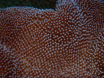 WYSIWYG Sarcophyton sp 16