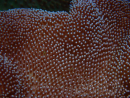 WYSIWYG Sarcophyton sp 16
