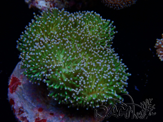 WYSIWYG Sarcophyton sp 17